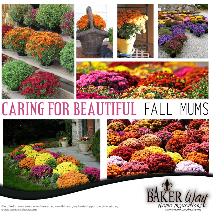 CARING FOR POTTED MUMS