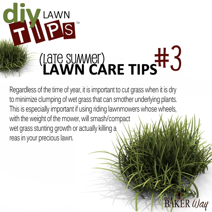 LATE SUMMER LAWN CARE TIPS #3